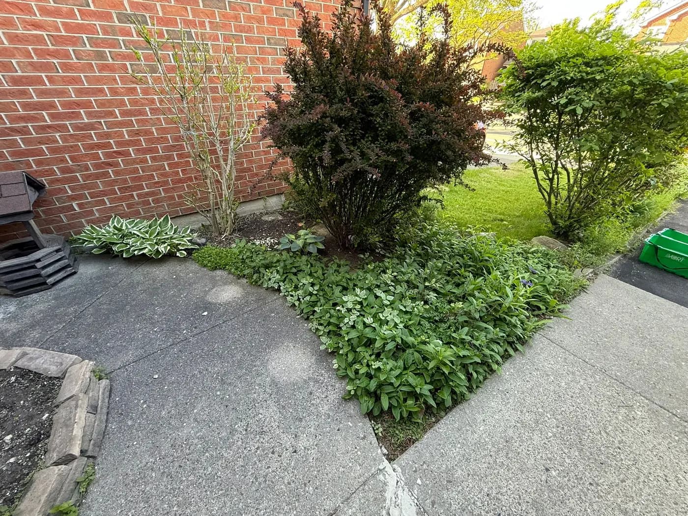 Front corner garden bed overgrown with spreading groundcover crossing the concrete walkway edge