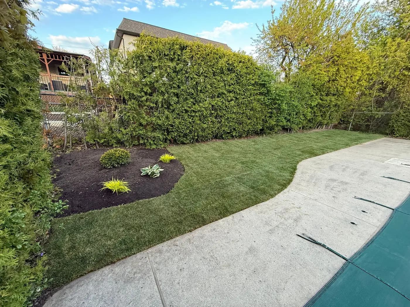 The same cedar hedge with a new curved mulched bed, ornamental grasses and hosta, and a clean lawn edge