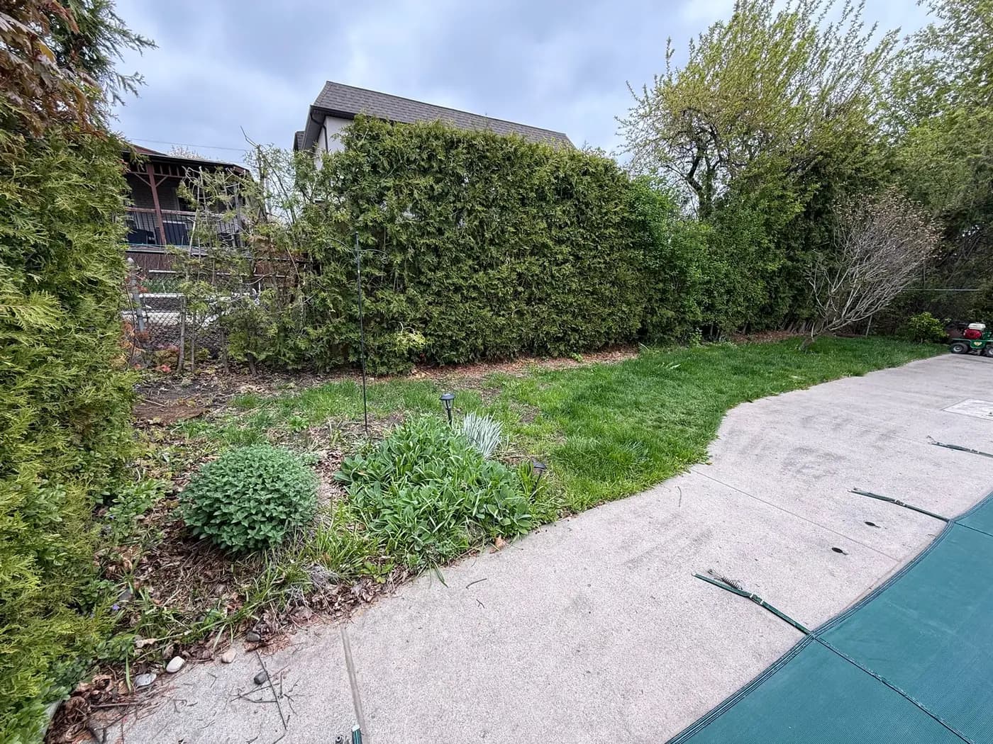Base of a mature cedar hedge with a ragged weedy strip running into unedged lawn