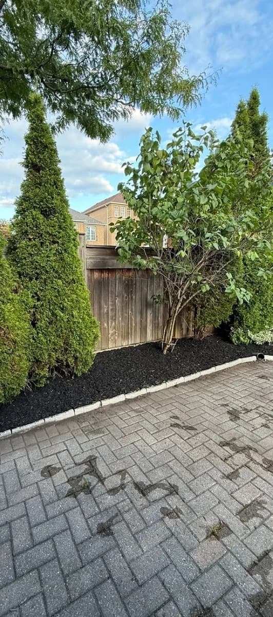 The same side-yard bed after clearing, pruning, edging and fresh dark mulch, with a clean line against the interlock