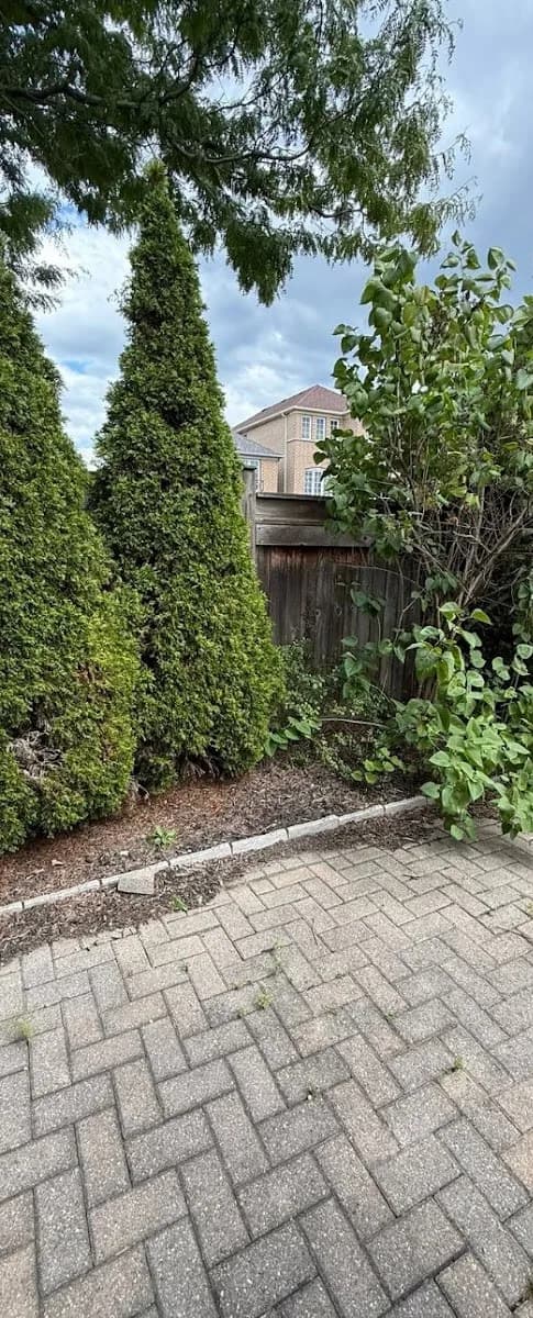 Side-yard garden bed before work, with volunteer growth through the cedar hedge and no defined edge against the interlock