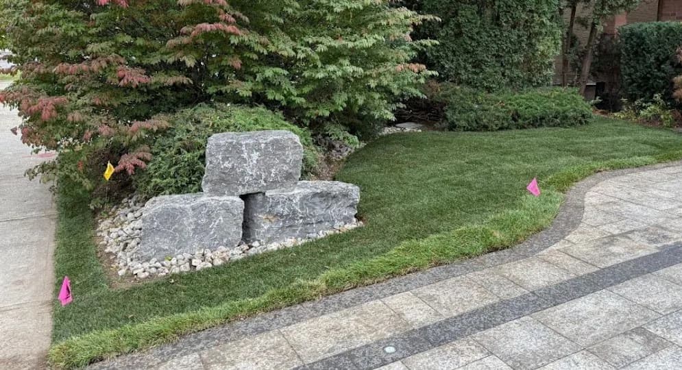 Completed front lawn restoration with new turf cut to a curved interlock walkway, armour stone retaining and a mature Japanese maple